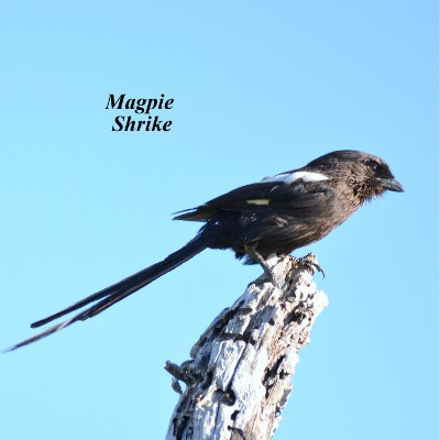 Magpie Shrike